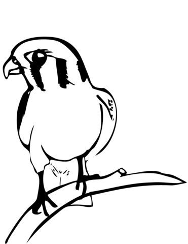 Falcon On Branch Coloring Page